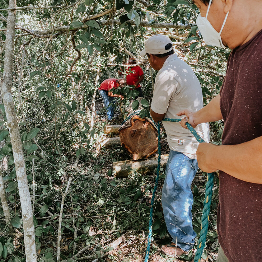 Madera dura de Tzalam